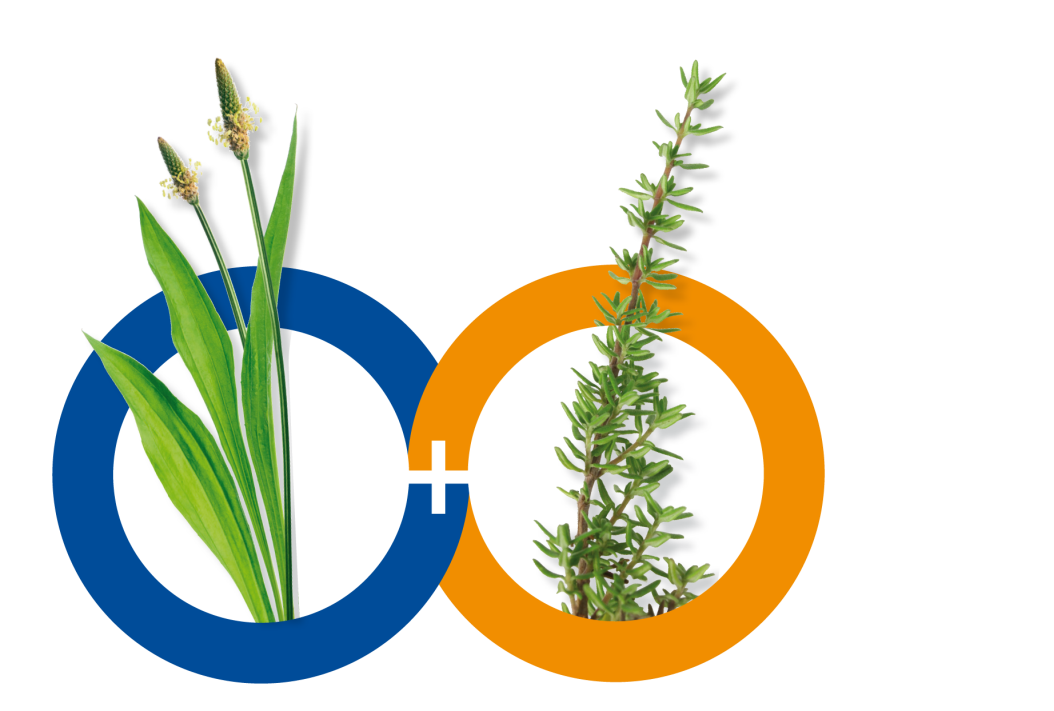 Im pflanzlichen Hustensaft sind Spitzwegericht & Thymian enthalten - Montavit